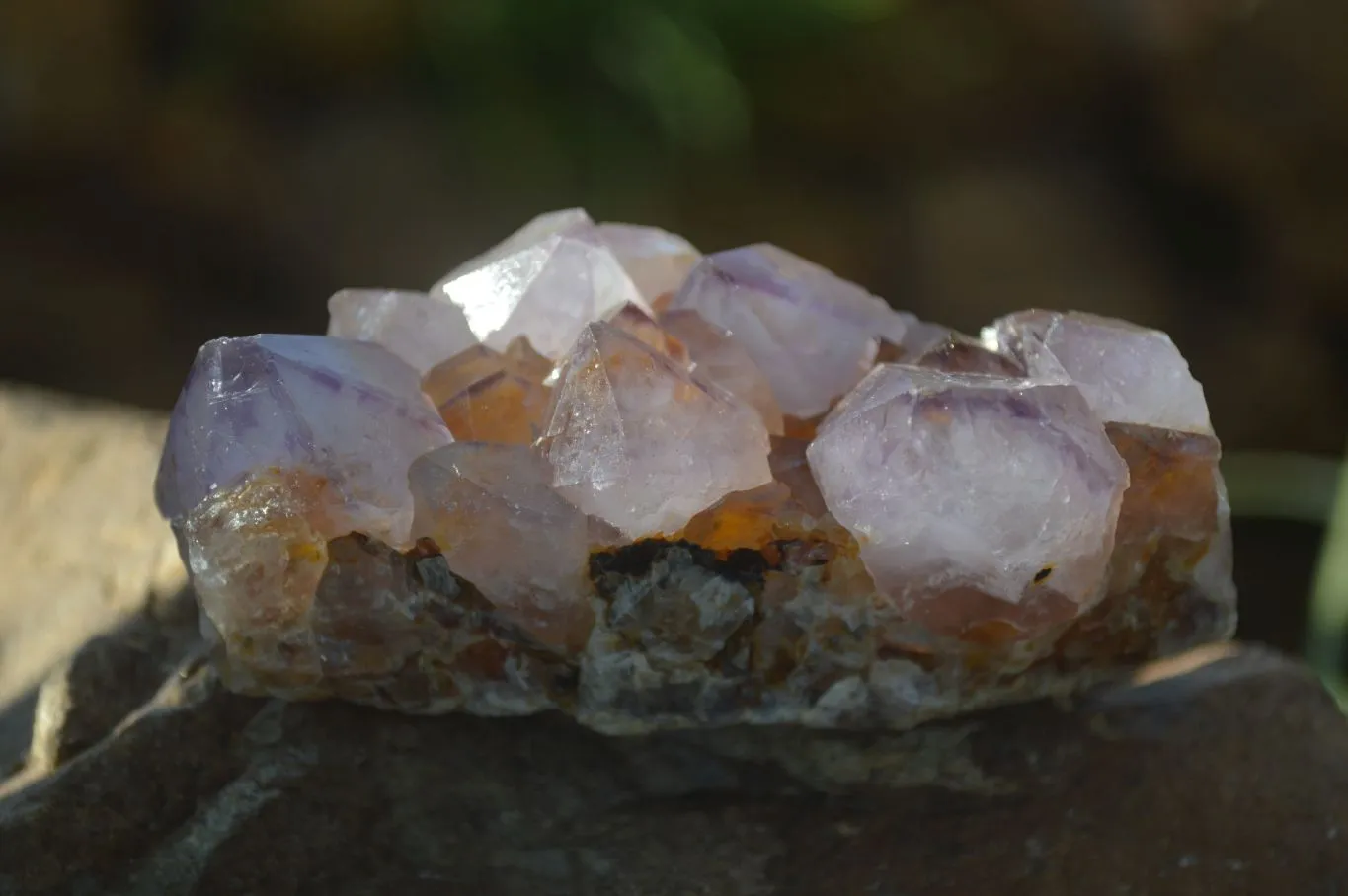 Natural Spirit Amethyst Quartz Clusters x 12 From Boekenhouthoek, South Africa