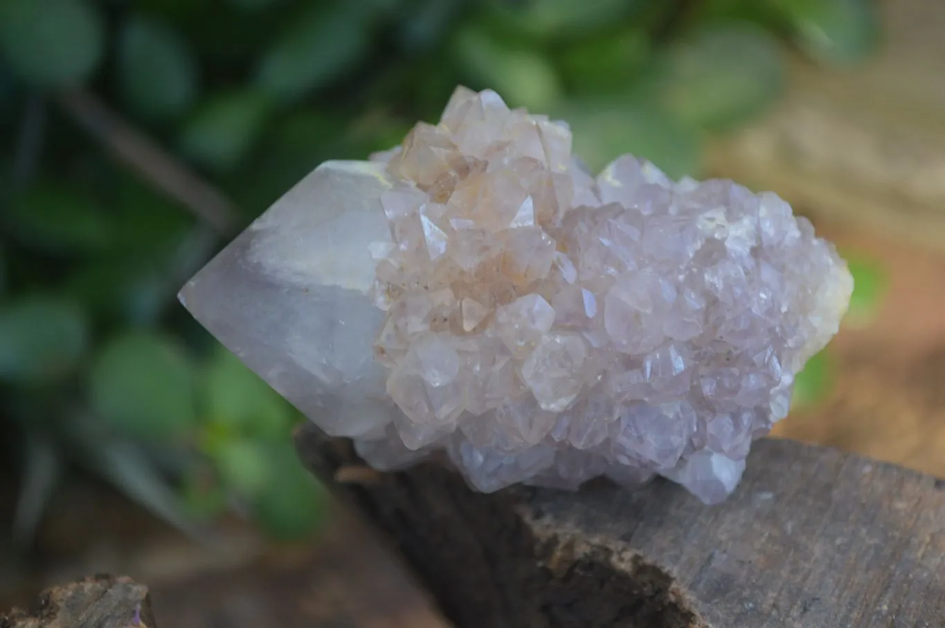 Natural Spirit Amethyst Quartz Clusters x 12 From Boekenhouthoek, South Africa