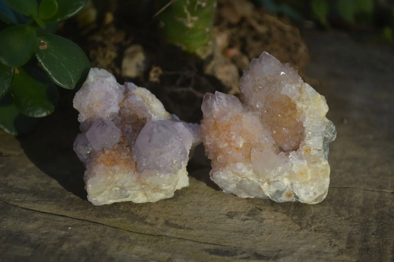 Natural Spirit Amethyst Quartz Clusters x 12 From Boekenhouthoek, South Africa